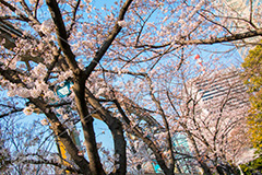浜松町の桜,浜松町,桜,さくら,サクラ,花見,お花見,花,お花,フラワー,はな,flower,綺麗,きれい,キレイ,満開,咲,春,blossom,japan,rail,monorail,レール,芝浦,モノレール,東京モノレール