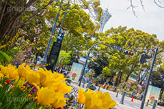 春の横浜公園,横浜公園,横浜,公園,神奈川県,横浜DeNAベイスターズ,球場,横浜スタジアム,スタジアム,stadium,park,spring,tulip,花壇,チューリップ,交差点,信号,日本大通り