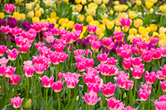 チューリップ,ちゅーりっぷ,チューリップ畑,花,お花,フラワー,はな,flower,花畑,キレイ,きれい,綺麗,満開,咲,咲いた,さいた,春,tulip,spring
