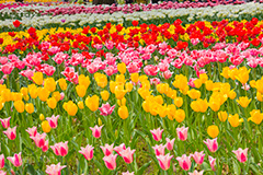 チューリップ,ちゅーりっぷ,チューリップ畑,花,お花,フラワー,はな,flower,花畑,キレイ,きれい,綺麗,満開,咲,咲いた,さいた,春,tulip,spring