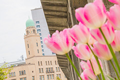 春のみなとみらい,象の鼻パーク,公園,みなとみらい,横浜港,横浜,神奈川県,春チューリップ,tulip,flower,spring,park,花壇,横浜税関,塔,クイーンの塔,ベイサイド