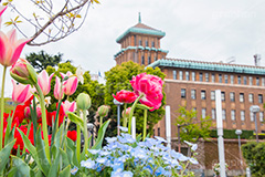 春のみなとみらい,象の鼻パーク,公園,みなとみらい,横浜港,横浜,神奈川県,春チューリップ,tulip,flower,spring,park,花壇,ベイサイド