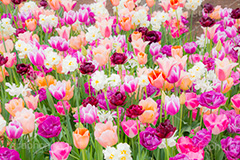 チューリップ,ちゅーりっぷ,チューリップ畑,花,お花,フラワー,はな,flower,花畑,キレイ,きれい,綺麗,満開,咲,咲いた,さいた,春,パステル,tulip,spring,pastel
