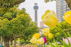 横浜マリンタワーとチューリップ,チューリップ,花,フラワー,flower,tulip,花壇,タワー,マリンタワー,横浜港,シンボル,山下公園,灯台,恋人の聖地,横浜,みなとみらい,モニュメント,塔,神奈川県,ベイサイド