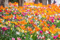 チューリップ,ちゅーりっぷ,チューリップ畑,花,お花,フラワー,はな,flower,花畑,キレイ,きれい,綺麗,満開,咲,咲いた,さいた,春,tulip,spring