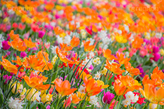 チューリップ,ちゅーりっぷ,チューリップ畑,花,お花,フラワー,はな,flower,花畑,キレイ,きれい,綺麗,満開,咲,咲いた,さいた,春,tulip,spring