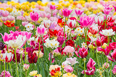 チューリップ,ちゅーりっぷ,チューリップ畑,花,お花,フラワー,はな,flower,花畑,キレイ,きれい,綺麗,満開,咲,咲いた,さいた,春,tulip,spring