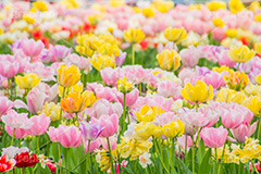 チューリップ,ちゅーりっぷ,チューリップ畑,花,お花,フラワー,はな,flower,花畑,キレイ,きれい,綺麗,満開,咲,咲いた,さいた,春,tulip,spring,pastel,パステル