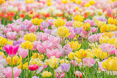 チューリップ,ちゅーりっぷ,チューリップ畑,花,お花,フラワー,はな,flower,花畑,キレイ,きれい,綺麗,満開,咲,咲いた,さいた,春,tulip,spring,pastel,パステル