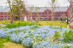春の花壇と赤レンガ倉庫,花壇,ネモフィラ,ルリカラクサ,ハゼリソウ科,春,花,フラワー,flower,spring,横浜,よこはま,赤レンガ倉庫,赤レンガ,みなとみらい,レンガ造り,商業施設,神奈川県,ベイサイド