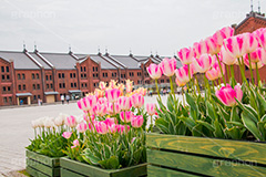 チューリップと赤レンガ倉庫,花壇,チューリップ,ちゅーりっぷ,春,花,フラワー,tulip,flower,spring,横浜,よこはま,赤レンガ倉庫,赤レンガ,みなとみらい,レンガ造り,商業施設,神奈川県,ベイサイド