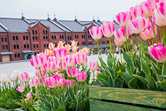 チューリップと赤レンガ倉庫,花壇,チューリップ,ちゅーりっぷ,春,花,フラワー,tulip,flower,spring,横浜,よこはま,赤レンガ倉庫,赤レンガ,みなとみらい,レンガ造り,商業施設,神奈川県,ベイサイド