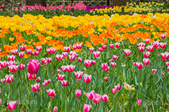 チューリップ,ちゅーりっぷ,チューリップ畑,花,お花,フラワー,はな,flower,花畑,キレイ,きれい,綺麗,満開,咲,咲いた,さいた,春,tulip,spring