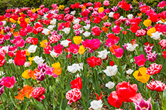 チューリップ,ちゅーりっぷ,チューリップ畑,花,お花,フラワー,はな,flower,花畑,キレイ,きれい,綺麗,満開,咲,咲いた,さいた,春,tulip,spring