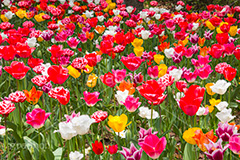 チューリップ,ちゅーりっぷ,チューリップ畑,花,お花,フラワー,はな,flower,花畑,キレイ,きれい,綺麗,満開,咲,咲いた,さいた,春,tulip,spring