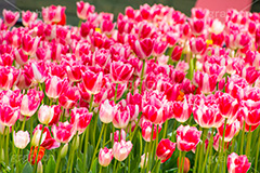 チューリップ,ちゅーりっぷ,チューリップ畑,花,お花,フラワー,はな,flower,花畑,キレイ,きれい,綺麗,満開,咲,咲いた,さいた,春,tulip,spring