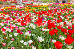 横浜公園のチューリップ,横浜,公園,神奈川,チューリップ,ちゅーりっぷ,チューリップ畑,花,お花,フラワー,はな,flower,花畑,キレイ,きれい,綺麗,満開,咲,咲いた,さいた,春,tulip,spring,park