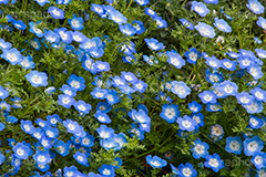ネモフィラ,ムラサキ科,春,花,お花,フラワー,flower,spring,ルリカラクサ,瑠璃唐草,空色,青紫色