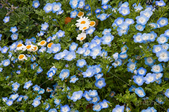 ネモフィラ,ムラサキ科,春,花,お花,フラワー,flower,spring,ルリカラクサ,瑠璃唐草,空色,青紫色