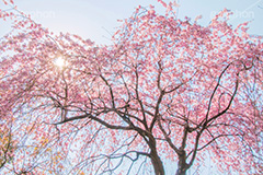 増上寺の枝垂桜,増上寺,寺,枝垂桜,枝垂れ,桜,さくら,サクラ,花見,お花見,境内,行事,花,お花,フラワー,はな,flower,花まつり,祭り,まつり,綺麗,きれい,キレイ,満開,咲,春,芝公園,港区,blossom,japan,temple