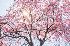 増上寺の枝垂桜,増上寺,寺,枝垂桜,枝垂れ,桜,さくら,サクラ,花見,お花見,境内,行事,花,お花,フラワー,はな,flower,花まつり,祭り,まつり,綺麗,きれい,キレイ,満開,咲,春,芝公園,港区,blossom,japan,temple