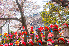 千躰子育地蔵尊,増上寺,芝公園,浄土宗,地蔵,お地蔵さん,子育て,安産,子供,こども,祈願,頭巾,赤い頭巾,風車,並ぶ,多い,大量,寺院,寺,参拝,重要文化財,文化財,港区,japan,temple,桜,さくら,和
