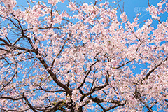 増上寺の枝垂桜,増上寺,寺,枝垂桜,枝垂れ,桜,さくら,サクラ,花見,お花見,境内,行事,花,お花,フラワー,はな,flower,花まつり,祭り,まつり,綺麗,きれい,キレイ,満開,咲,春,芝公園,港区,blossom,japan,temple