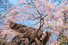 増上寺の枝垂桜,増上寺,寺,枝垂桜,枝垂れ,桜,さくら,サクラ,花見,お花見,境内,行事,花,お花,フラワー,はな,flower,花まつり,祭り,まつり,綺麗,きれい,キレイ,満開,咲,春,芝公園,港区,blossom,japan,temple