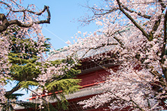 増上寺の桜,増上寺,寺,桜,さくら,サクラ,花見,お花見,境内,行事,花,お花,フラワー,はな,flower,花まつり,祭り,まつり,綺麗,きれい,キレイ,満開,咲,春,芝公園,港区,blossom,japan,temple