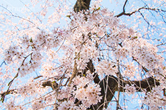 増上寺の枝垂桜,増上寺,寺,枝垂桜,枝垂れ,桜,さくら,サクラ,花見,お花見,境内,行事,花,お花,フラワー,はな,flower,花まつり,祭り,まつり,綺麗,きれい,キレイ,満開,咲,春,芝公園,港区,blossom,japan,temple