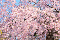 枝垂桜,枝垂れ,桜,さくら,サクラ,花見,お花見,花,お花,フラワー,はな,flower,綺麗,きれい,キレイ,満開,咲,春,blossom,japan
