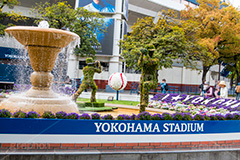 春の横浜スタジアム,春の横浜公園,横浜,公園,神奈川,花,お花,フラワー,はな,花壇,春,横浜スタジアム,スタジアム,球場,野球,ベイスボール,横浜DeNAベイスターズ,噴水,トピアリー,オリンピック,スポーツ,sports,olympic,flower,spring,park,stadium,topiary