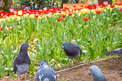 春の横浜公園,横浜,公園,神奈川,花,お花,フラワー,はな,flower,花畑,春,チューリップ,spring,park,tulip,はと,鳩,野鳥
