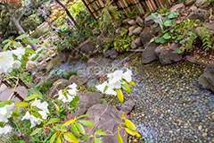 横浜公園の日本庭園,日本庭園,庭園,横浜,公園,神奈川,小川,park
