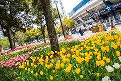 春の横浜公園,横浜,公園,神奈川,花,お花,フラワー,はな,flower,花畑,春,チューリップ,spring,park,tulip