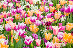 チューリップ,ちゅーりっぷ,チューリップ畑,花,お花,フラワー,はな,flower,花畑,キレイ,きれい,綺麗,満開,咲,咲いた,さいた,春,tulip,spring