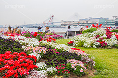 春の山下公園,山下公園,春,チューリップ,花,フラワー,spring,flower,tulip,花壇,横浜港,横浜,神奈川,ベイブリッジ,橋