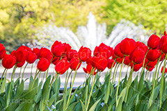 春の日比谷公園,日比谷公園,チューリップ,春,噴水,千代田区,日比谷,公園,japan,spring,tulip,flower,満開,花,お花,フラワー,花壇,都立公園,霞が関,有楽町