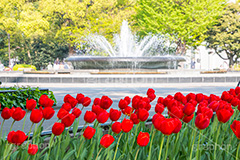 春の日比谷公園,日比谷公園,チューリップ,春,噴水,千代田区,日比谷,公園,japan,spring,tulip,flower,満開,花,お花,フラワー,花壇,都立公園,霞が関,有楽町