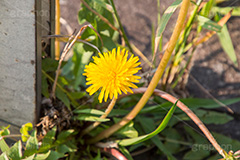 野に咲くタンポポ,たんぽぽ,タンポポ,野原,花,お花,フラワー,flower,spring,野花,雑草,春,キク科,多年草,フヂナ,タナ