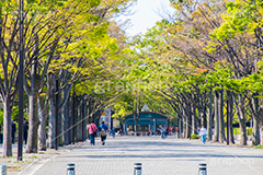 代々木公園,代々木,公園,渋谷,原宿,渋谷区,自然,草木,大きな木,樹木,憩い,park,tokyo