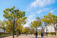 代々木公園,代々木,公園,渋谷,原宿,渋谷区,自然,草木,大きな木,樹木,憩い,park,tokyo