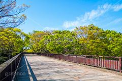 代々木公園,代々木,公園,渋谷,原宿,渋谷区,自然,草木,大きな木,樹木,憩い,park,tokyo