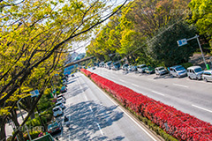 代々木公園,代々木,公園,渋谷,原宿,渋谷区,自然,草木,大きな木,樹木,憩い,park,tokyo