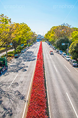 代々木公園,代々木,公園,渋谷,原宿,渋谷区,自然,草木,大きな木,樹木,憩い,park,tokyo