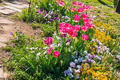 春の代々木公園,春,花壇,フラワー,花,お花,代々木公園,代々木,公園,渋谷,原宿,渋谷区,自然,草木,大きな木,樹木,憩い,チューリップ,park,tokyo,flower,tulip