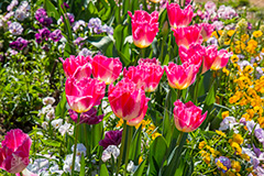 春の代々木公園,春,花壇,フラワー,花,お花,代々木公園,代々木,公園,渋谷,原宿,渋谷区,自然,草木,大きな木,樹木,憩い,チューリップ,park,tokyo,flower,tulip