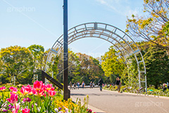 春の代々木公園,春,花壇,フラワー,花,お花,代々木公園,代々木,公園,渋谷,原宿,渋谷区,自然,草木,大きな木,樹木,憩い,チューリップ,park,tokyo,flower,tulip
