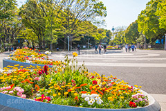 春の代々木公園,春,花壇,フラワー,花,お花,代々木公園,代々木,公園,渋谷,原宿,渋谷区,自然,草木,大きな木,樹木,憩い,park,tokyo,flower