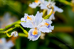 シャガ,しゃが,白紫花,著莪,春,花,お花,フラワー,アヤメ科,帰化植物,射干,ヒオウギアヤメ,射干,やかん,胡蝶花,flower,spring